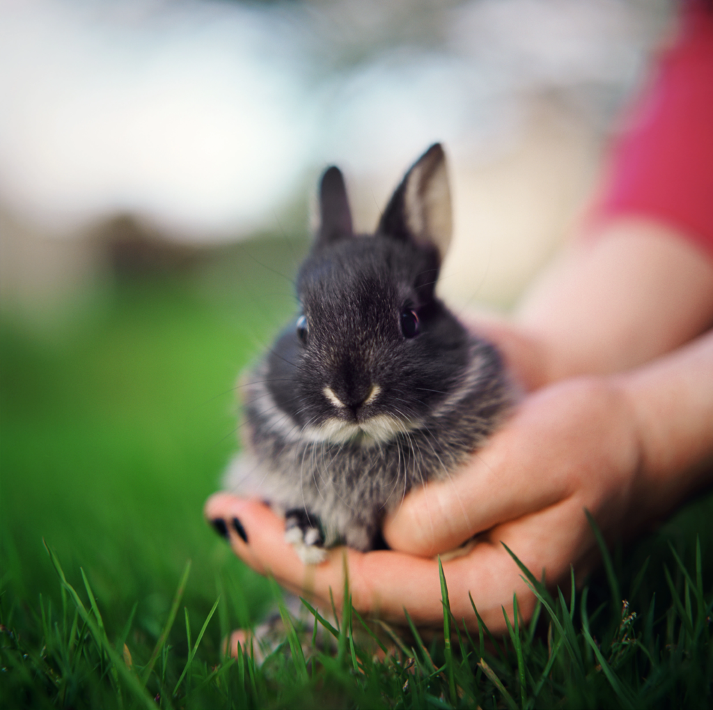 Rabbit Rescue Oklahoma